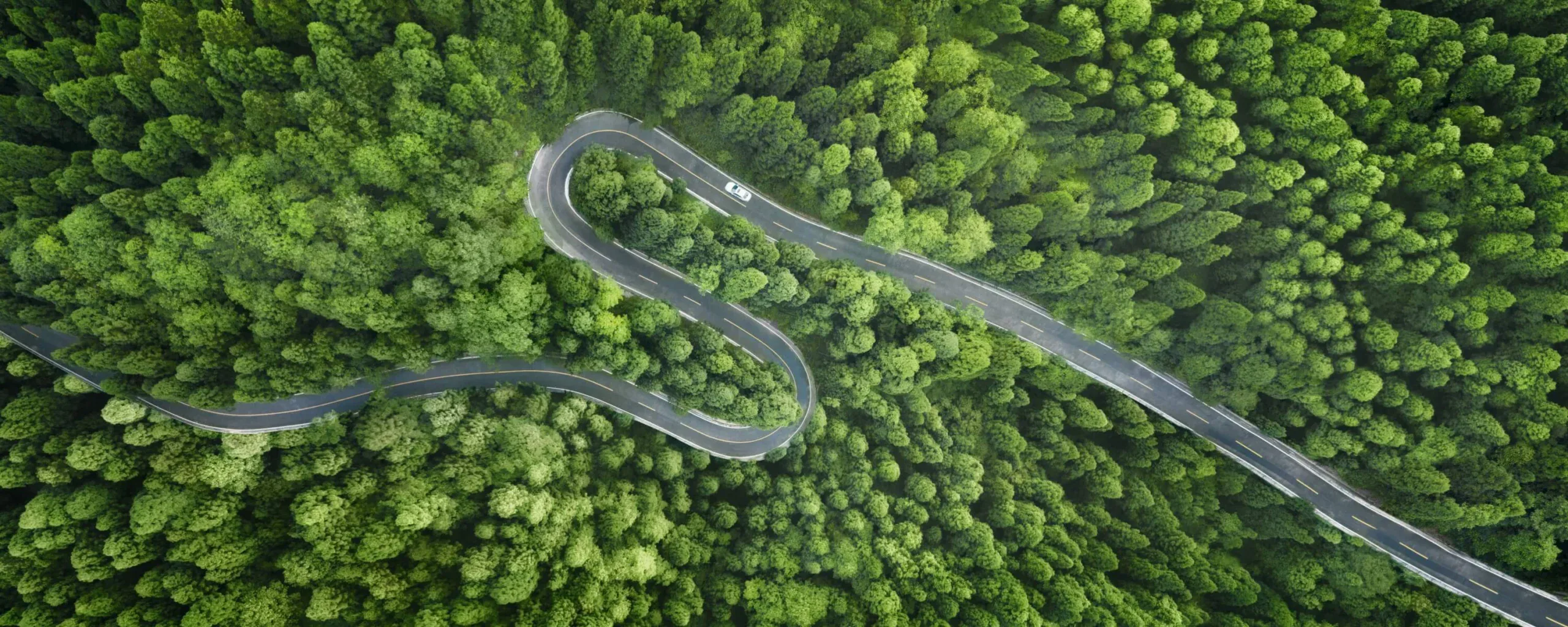 Aerial of winding road through trees