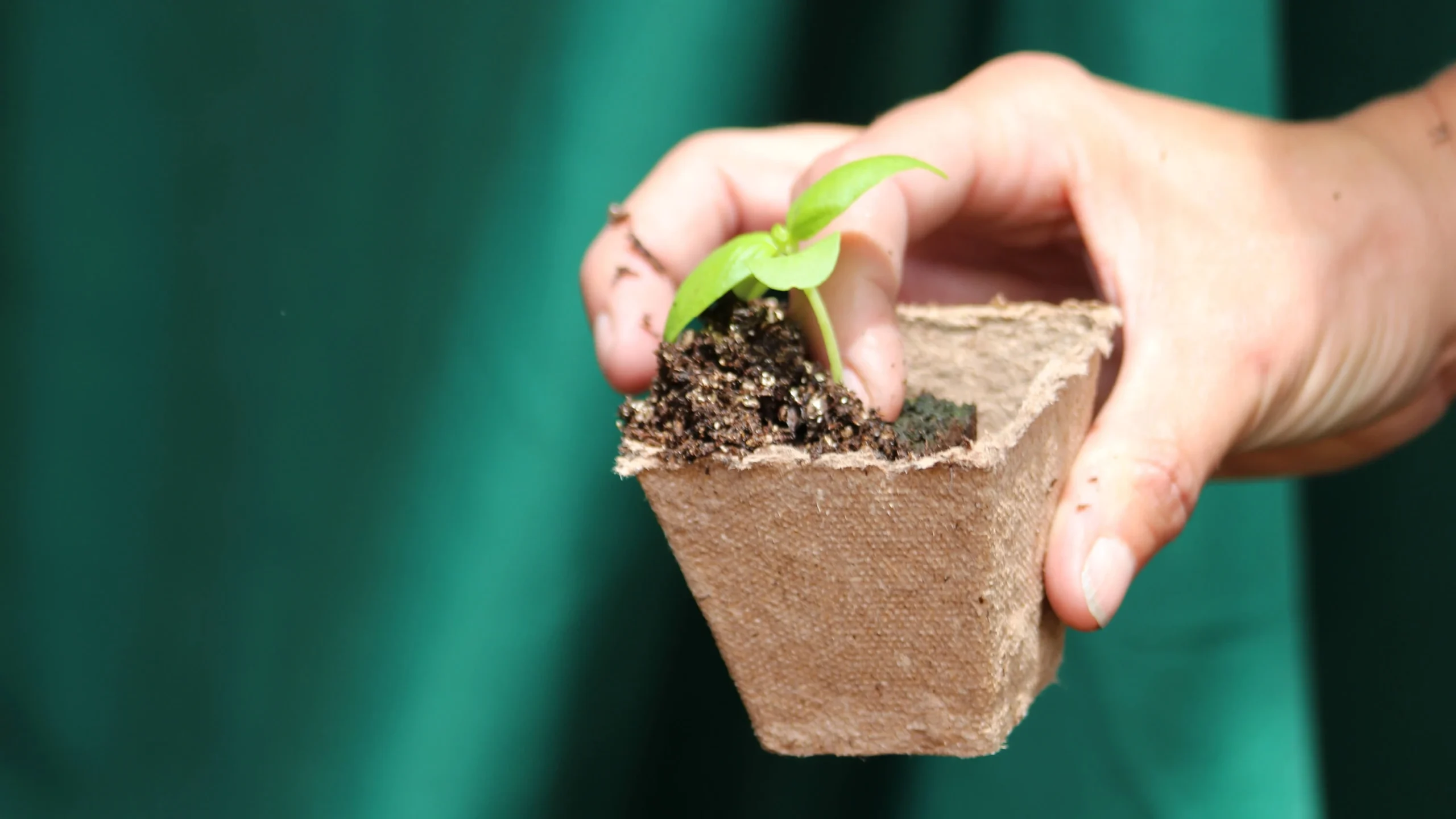 Close-up of hand holding seedling plant in biodegradable pot