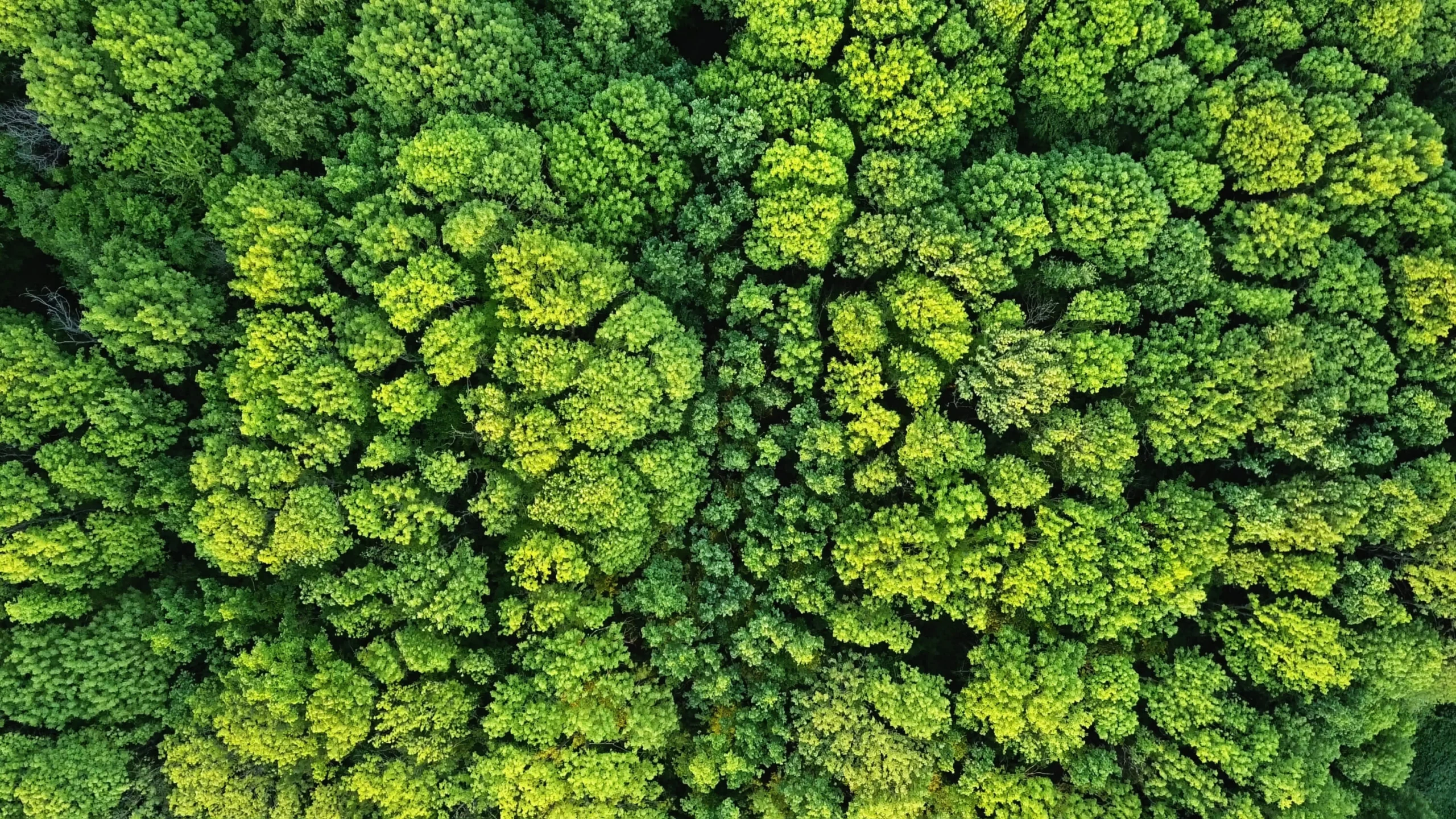 Top-down view of forest representing sustainability efforts